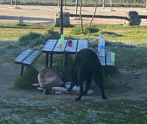 Un perro busca entre los restos de comida dejados en un área recreativa / AV EL PARDO
