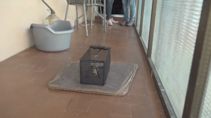 Trampa para ratas, en la casa de una vecina de la calle Montealbillo