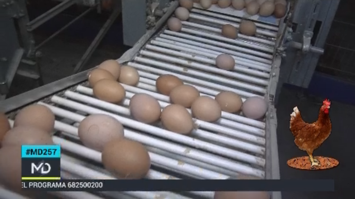 Proceso de clasificación de los huevos camperos