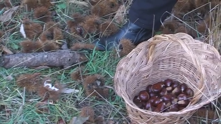 Erizos de donde se obtienen las castañas