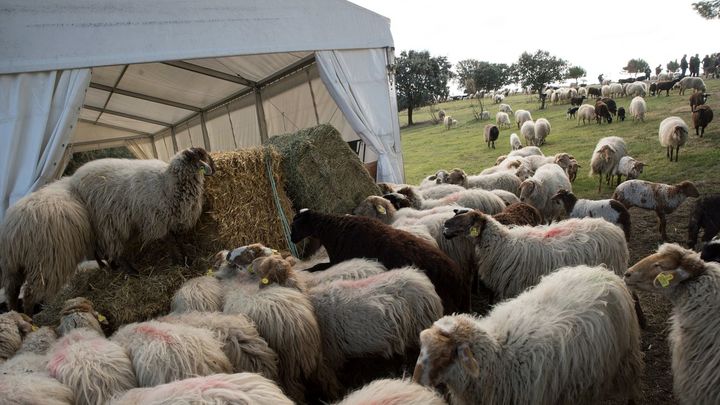 Ovejas / EFE/Luca Piergiovanni