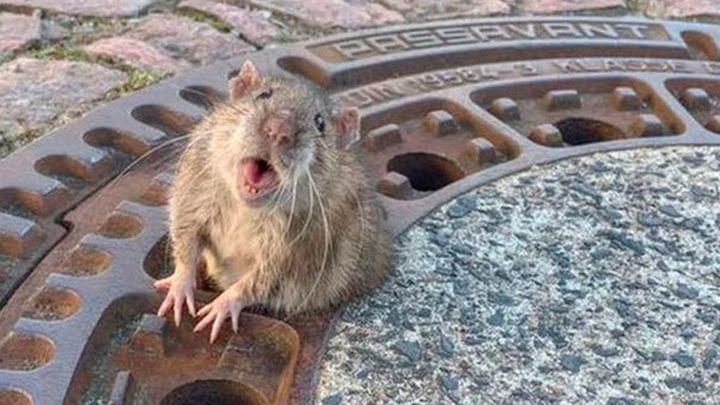 rata-rescate-alcantarilla-alemania