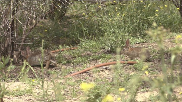 conejos madrid sur 2