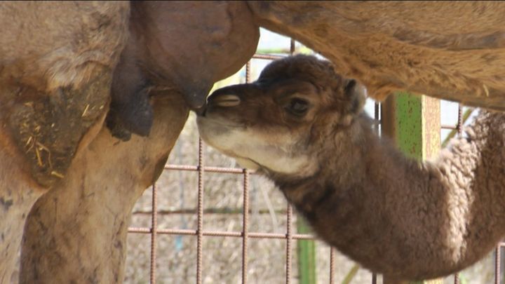 Nueva cría de dromedario en el Safari de Madrid
