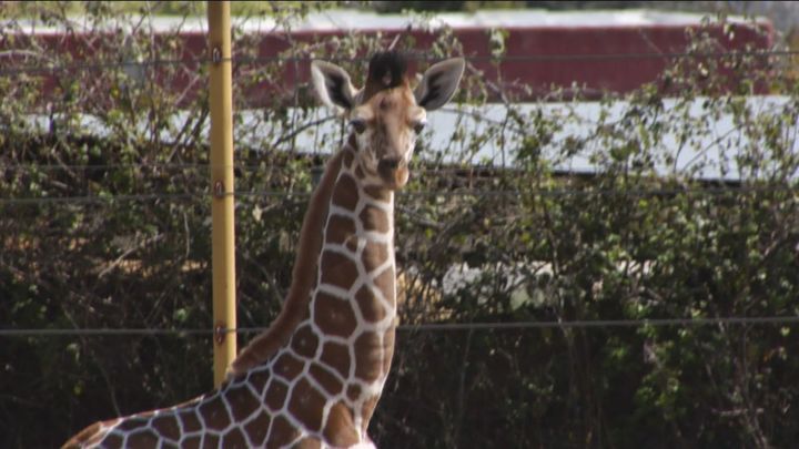 Nueva cría de jirafa en el Safari de Madrid, tiene tan solo dos semanas de vida