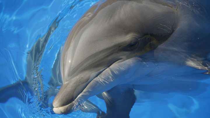 Delfín del Zoo de Madrid