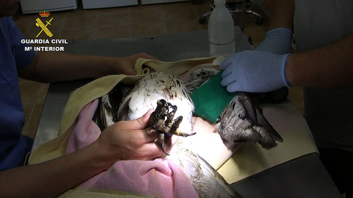 Ave tratada por veterinarios a causa del tendido eléctrico / Guardia Civil