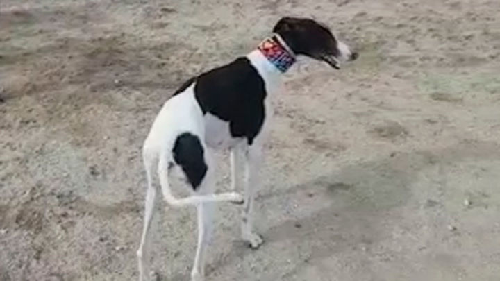 Una imagen de 'Jara', la perra galga desaparecida en Valdemoro