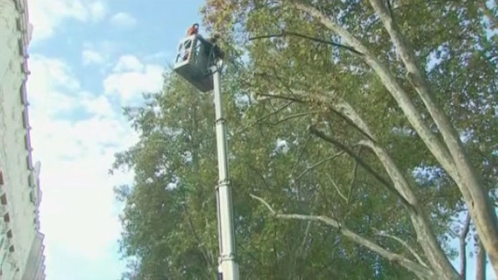 Poda de árboles en el Paseo del Prado