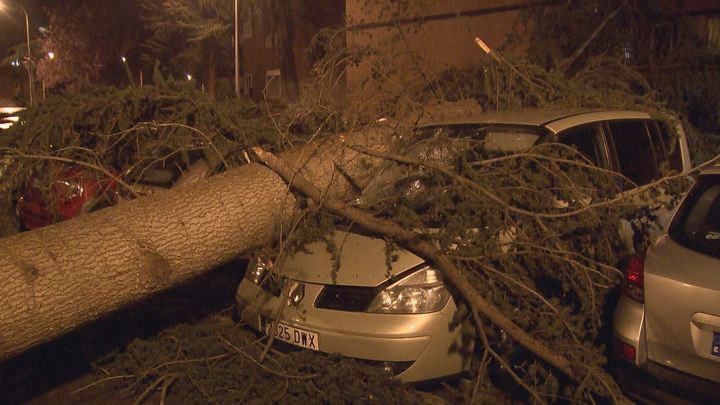 Arbol arrancado por el viento en Ciudad Lineal