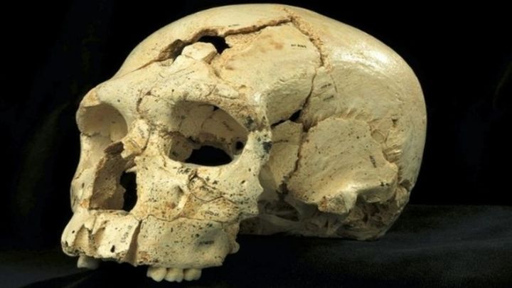 Uno de los cráneos encontrados en Atapuerca / EFE