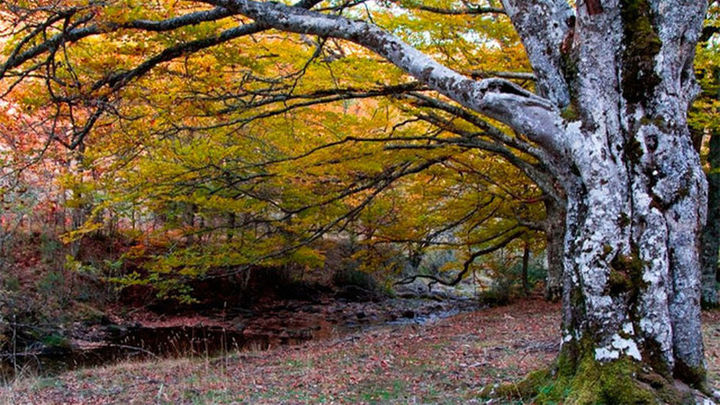 Hayedo de Montejo / Telemadrid