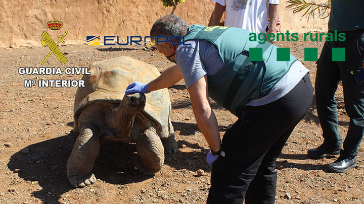 Los agentes tranquilizan a una de las  tortugas rescatadas / TELEMADRID