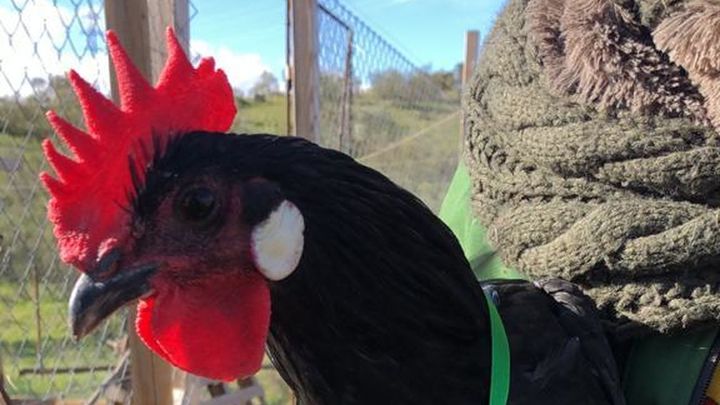 gallina-ines-apadrina / @dieGarces_