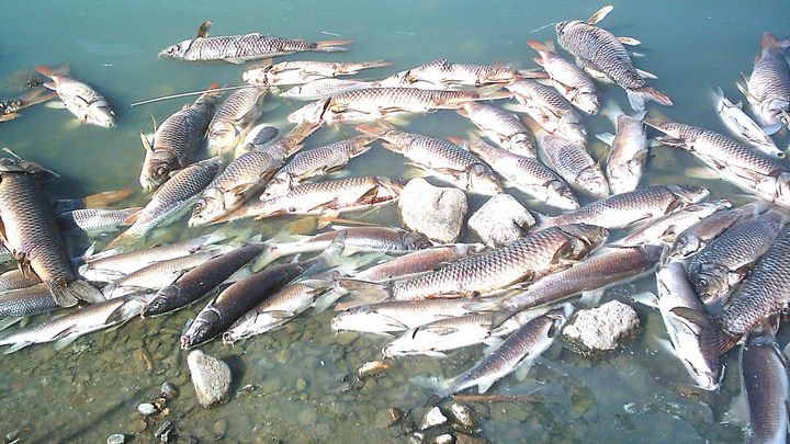 Peces muertos en el Picón de los Conejos, Velilla de San Antonio / ECOLOGISTAS