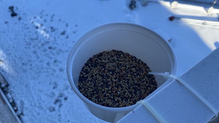 Comedero para que las aves puedan encontrar comida en este temporal de frío y nieve / @Botijolozano