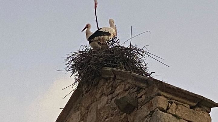 Cigüeñas rebeldes en Pinilla de Buitrago / TELEMADRID