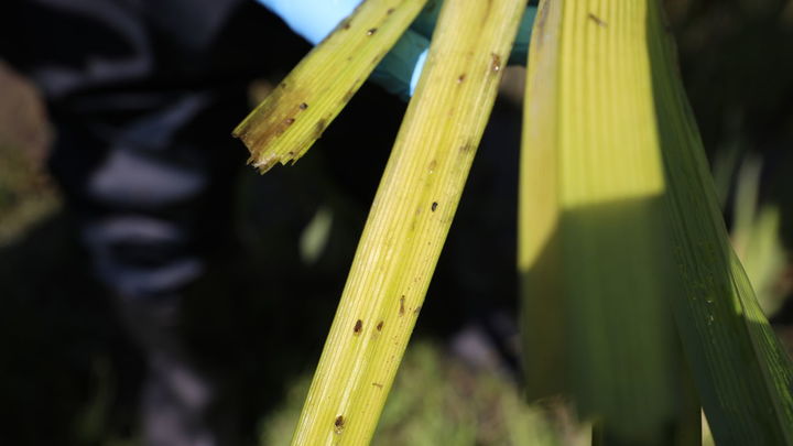 Larvas de mosca negra fijadas a la vegetación del río Manzanares / AYTO MADRID