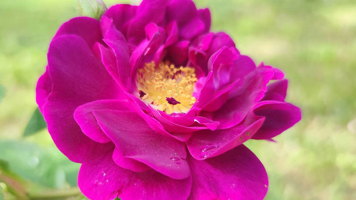 Rosa Tuscany, de 1596, La Rosaleda / E.E