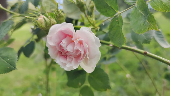 Rosal Cuisse de Nymphe, del año 1.500, La Rosaleda / E.E