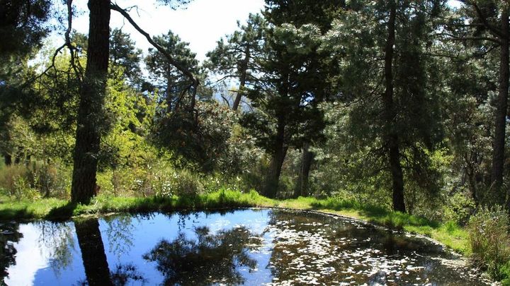 Parque El Arboreto Luis Ceballos / ARCHIVO