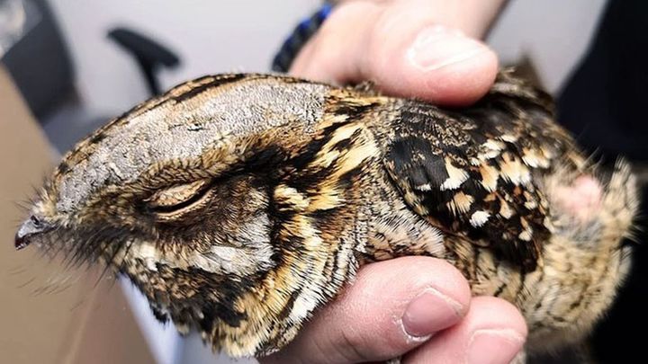 Chotacabras encontrado en una carretera de Getafe / POLICIA NACIONAL