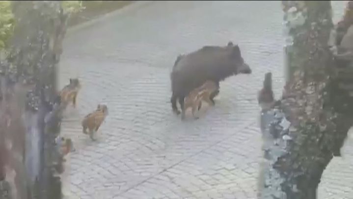 Varios vecinos de CiudalCampo han denunciado problemas parecidos / Telemadrid