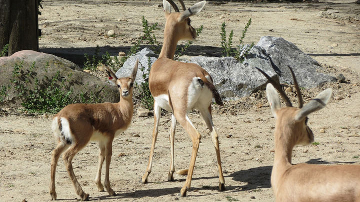 Cría de gacela dorca, especie extinta de Senegal / ZOO AQUARIUM DE MADRID