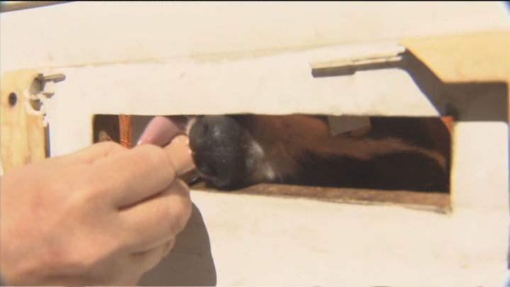 El galgo intentaba comer a través de la ranura del buzón / TELEMADRID