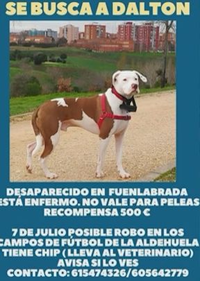 Su dueño pide ayuda ciudadana para encontrar a su mascota / Madrid Directo