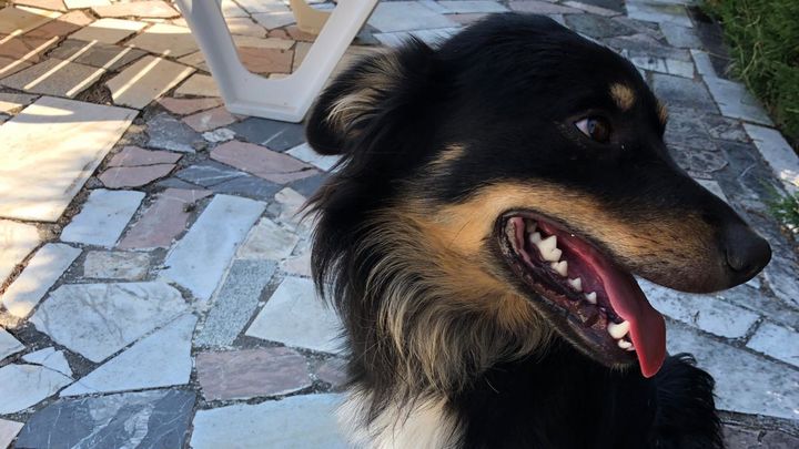 Perro perdido Fuente el Saz / ARCHIVO