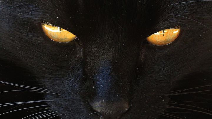 Gato negro / Archivo