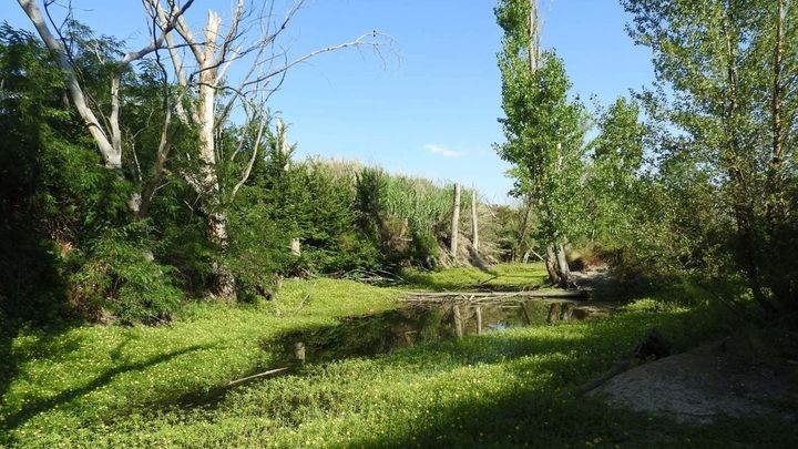 La Laguna de Valchico prácticamente colonizada por la planta invasora este verano / ENTORNO MEAQUES