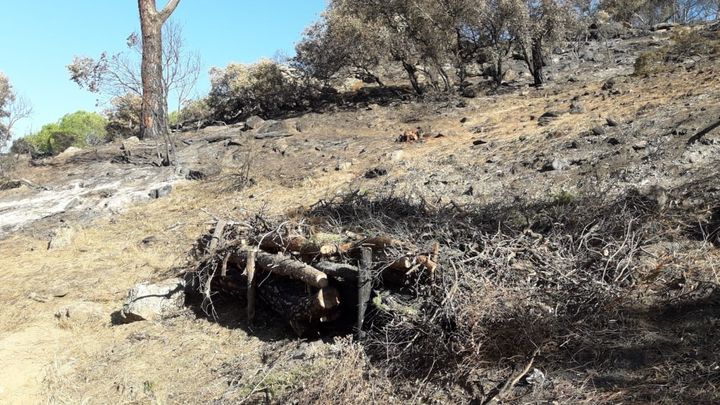 Estructuras realizadas con material quemado para contener los suelos y evitar su erosión / CHT
