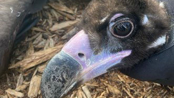 Buitre negro rescatado / POLICÍA MUNICIPAL DE MADRID