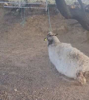 La oveja ahorcada / ANTONIO SINIS