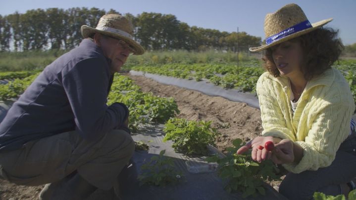 ¿En qué se diferencia una fresa de un fresón? Lo descubrimos en la huerta de Aranjuez