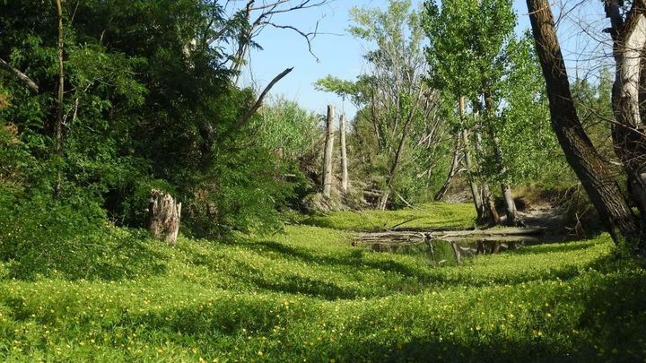 la Ludwigia meses atrás cubriendo completamente la lámina de agua de la laguna / ENTORNO MEAQUES RETAMARES