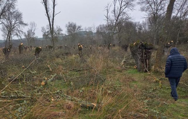 Vista de la finca en la que se ha realizado el trasmoche de los fresnos / ECOLOGISTAS EN ACCIÓN