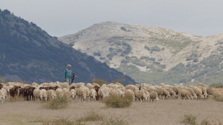 El rebaño del Concejo de la Mesta durante la trashumancia por la Sierra de Guadarrama / CONCEJO DE LA MESTA