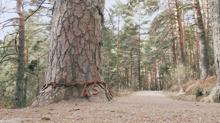 La bonita historia de amor del Pino de la Cadena de Navacerrada