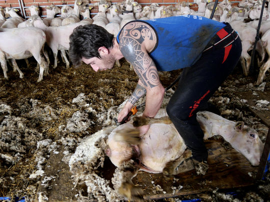 Cada dos minutos queda esquilada una oveja o una cabra / TRASHUMANCIA Y NATURALEZA