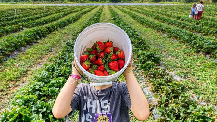 Niño recogiendo fresas / DOMINIO PÚBLICO