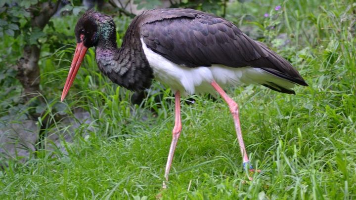 Ejemplar de cigüeña negra anillado / ECOLOGISTAS EN ACCION