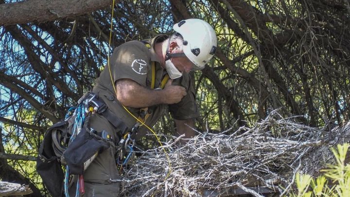 Agente forestal en uno de los nidos / COMUNIDAD MADRID