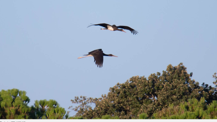 Pareja de Ciconia nigra en vuelo / COMUNIDAD MADRID