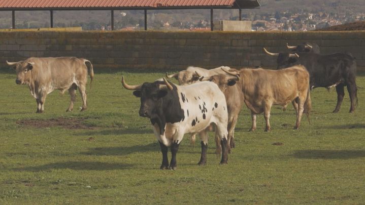 Descubrimos la vida del toro de lidia en esta ganadería de Soto del Real