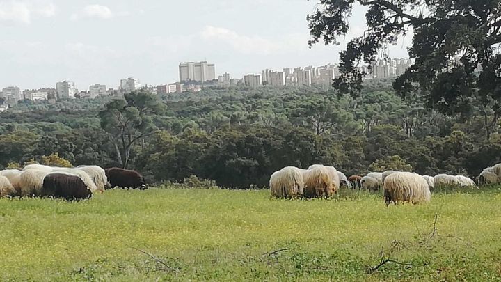 'Rubias' de El Molar pastan camino del campus de Cantoblanco / JUAN GARCÍA