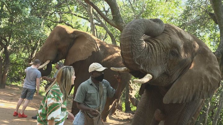 Santuario de elefantes en Sudáfrica / Redacción