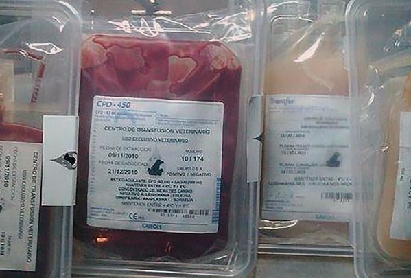 Bolsas de sangre animal intervenidas por la Guardia Civil / EFE